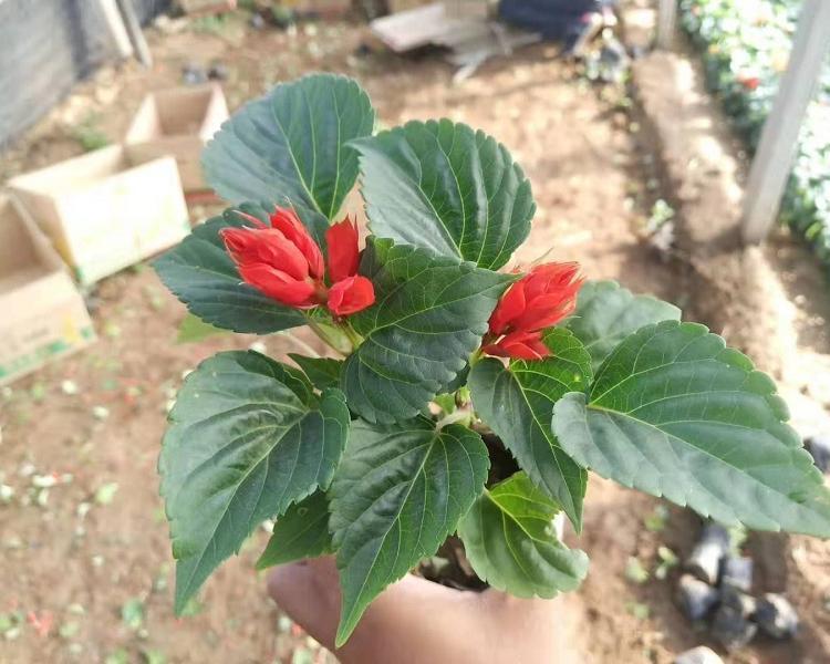 【山东种植基地】 一串红基地直销 一串红小苗