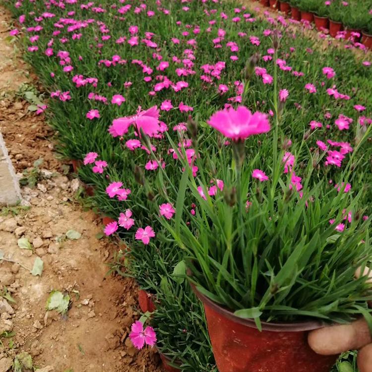 欧石竹小苗种植基地 山东欧石竹价格 开花草坪欧石竹