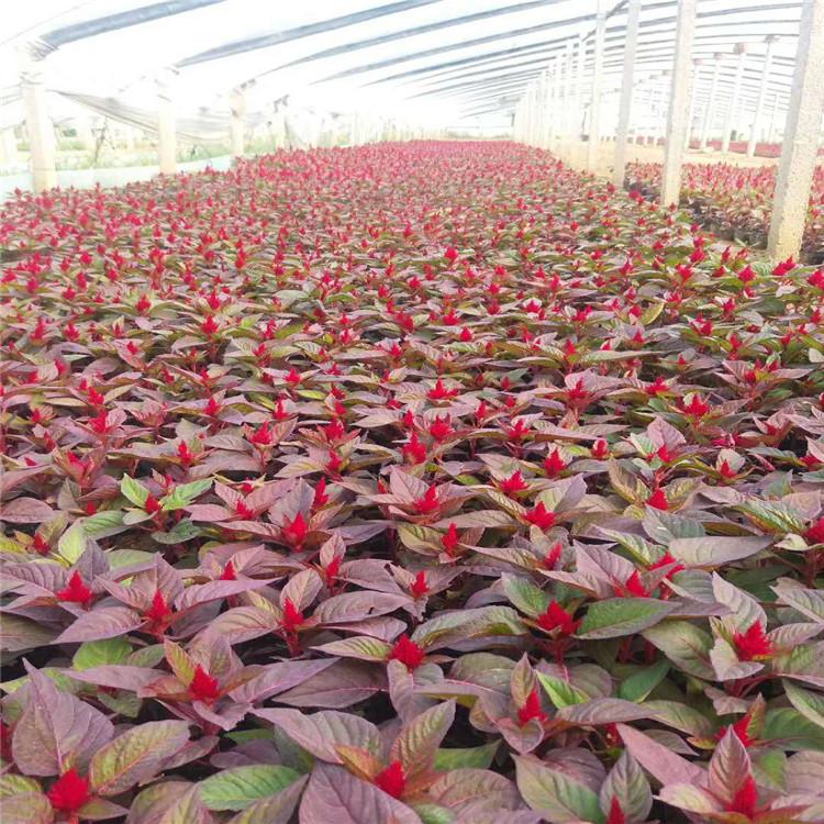 精品鸡冠花种植基地  鸡冠花小苗价格   鸡冠花大量出售