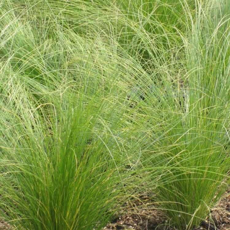 浩菲种子 价格从优 细茎针茅 细茎针茅种子供货商
