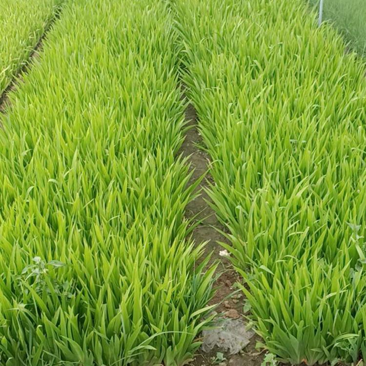 鸢尾价格 多年生草花 青州蓝花鸢尾