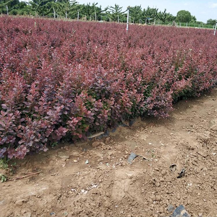 红叶小檗价格 基地出售优良红叶小檗苗子