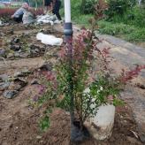 红叶小檗 紫叶小檗种植基地 顺和花卉批发绿化苗