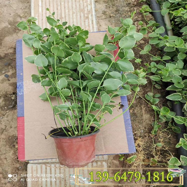 山东花叶蔓基地 花叶蔓杯苗 藤类盆栽花工程苗