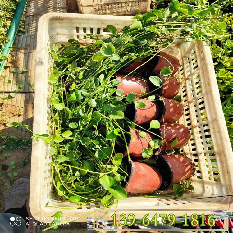 花叶蔓长春批发 花叶蔓长春小苗 耐寒耐旱盆栽工程苗