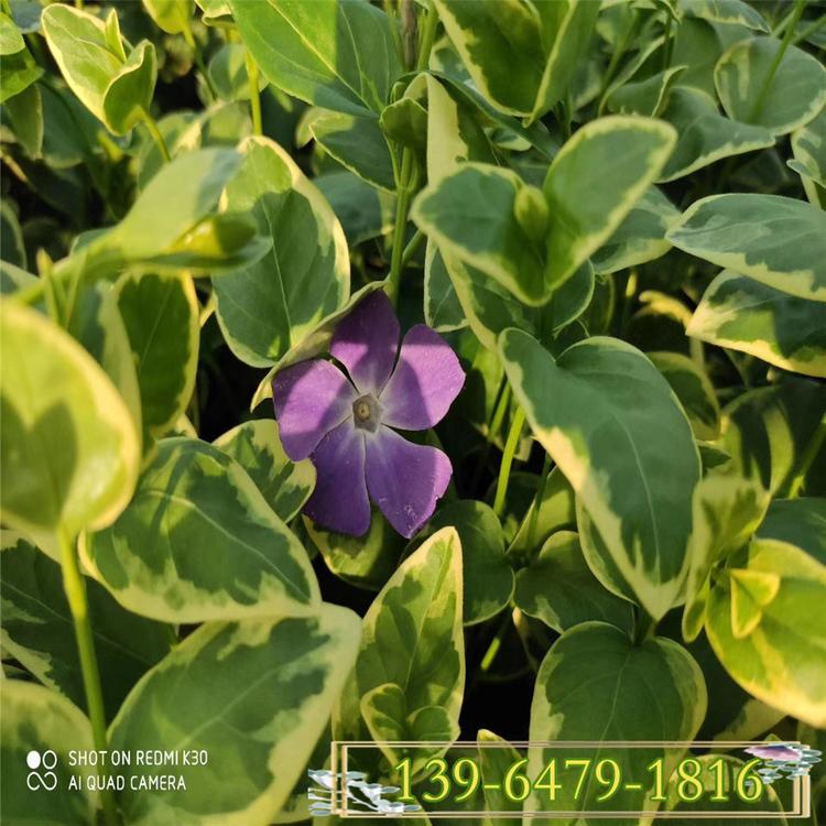 花叶蔓长春花期 常绿观叶爬藤植物 藤类盆栽花