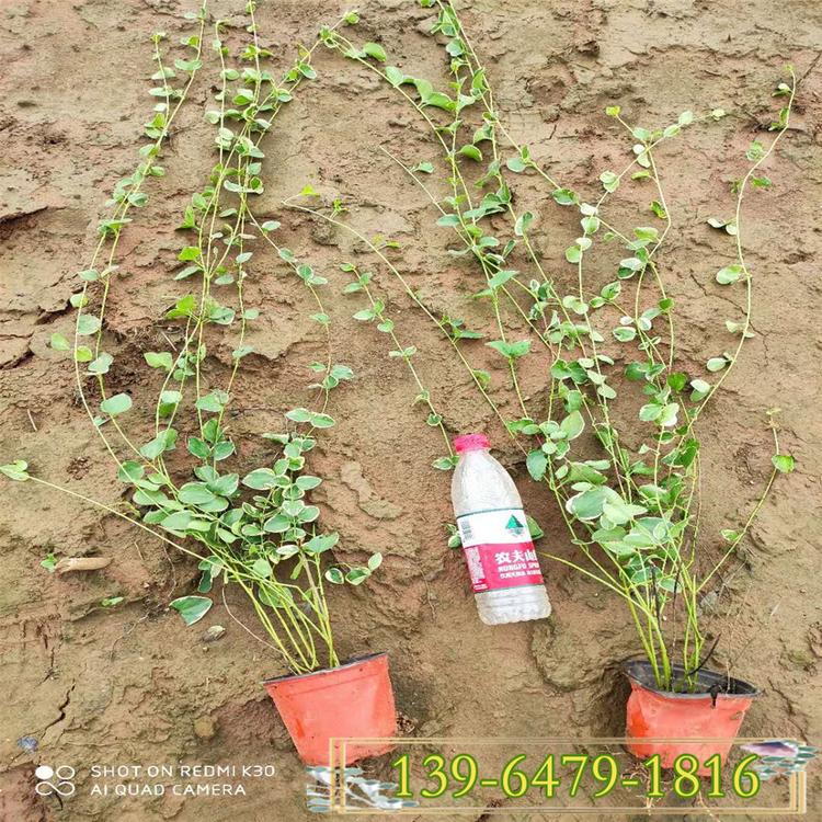 花叶蔓长春营养钵苗 又名花叶常春藤 工程绿化观叶植物 量大从优