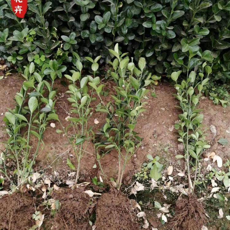优质冬青基地直销  优质大叶黄杨种植户  冬青价格  小涵花卉