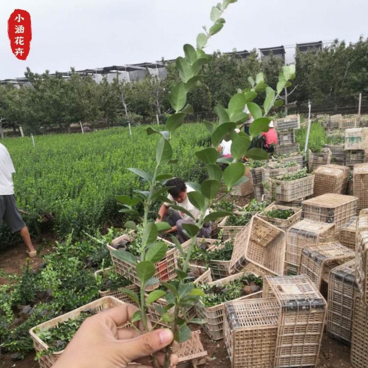 山东基地优质卫矛   鬼箭羽  便宜卫矛价格  小涵花卉