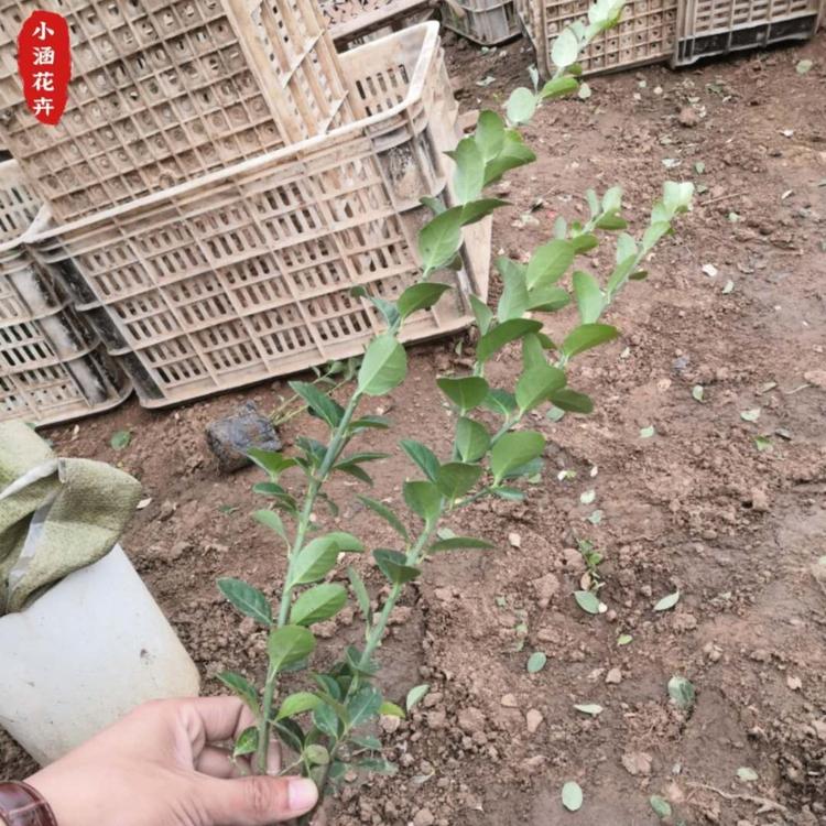 山东基地优质卫矛  优质卫矛价格   鬼箭羽  便宜卫矛价格  小涵花卉