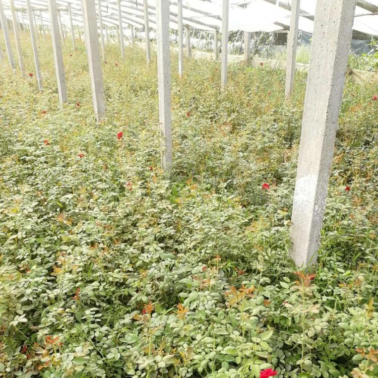 大花月季  品种月季供应 丰花月季 小涵花卉