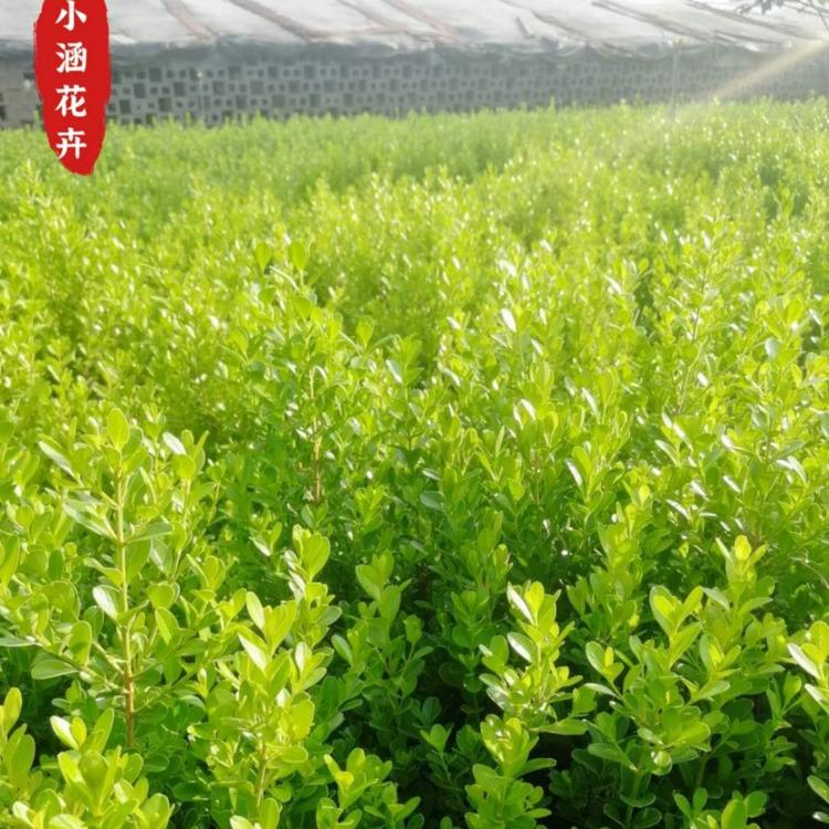 精品瓜子黄杨价格  小叶黄杨  绿化工程苗  小涵花卉