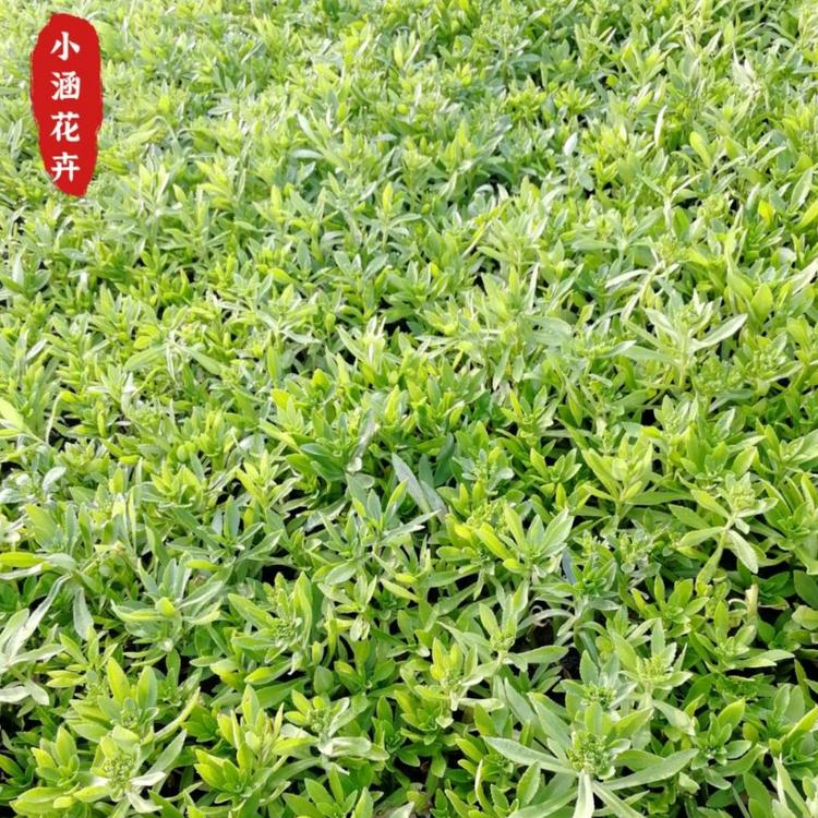 三七景天价格   三七景天产地直销  优质费菜价格  小涵花卉  绿化苗木  盆苗