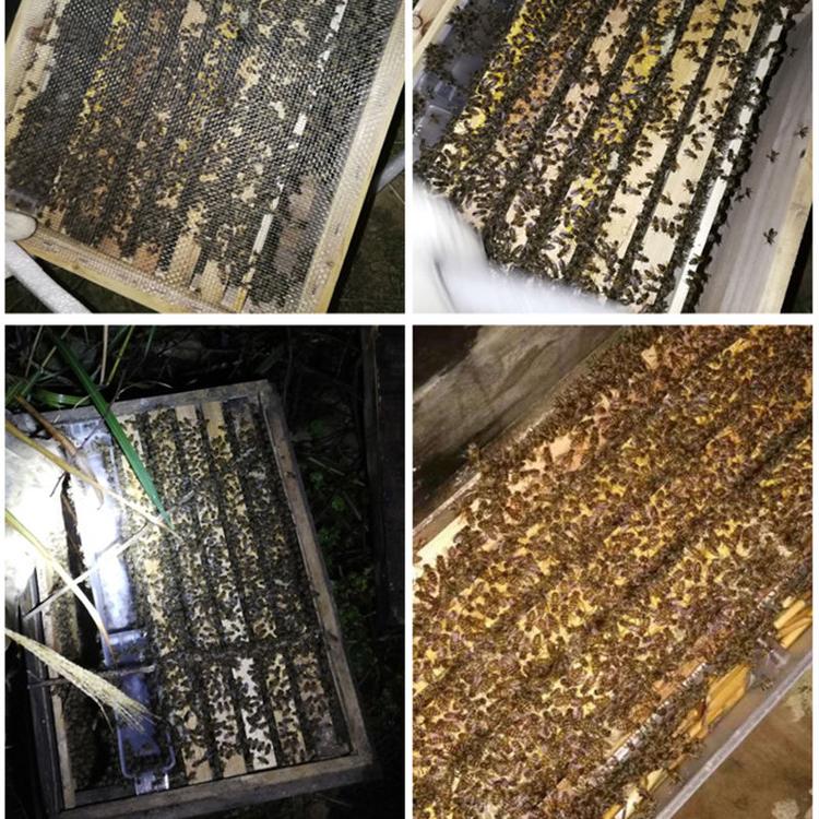 蜜蜂批发 农家自产百花蜂 土特产蜜蜂厂家