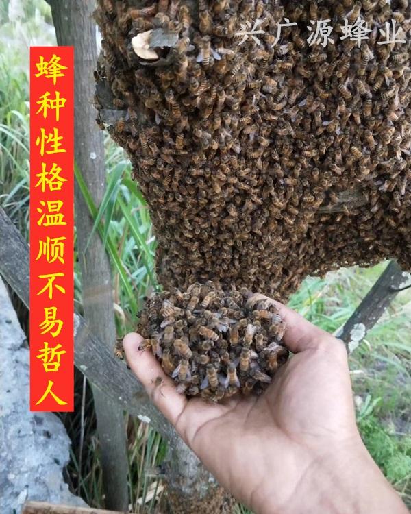 土特产蜜蜂厂家 蜜蜂批发