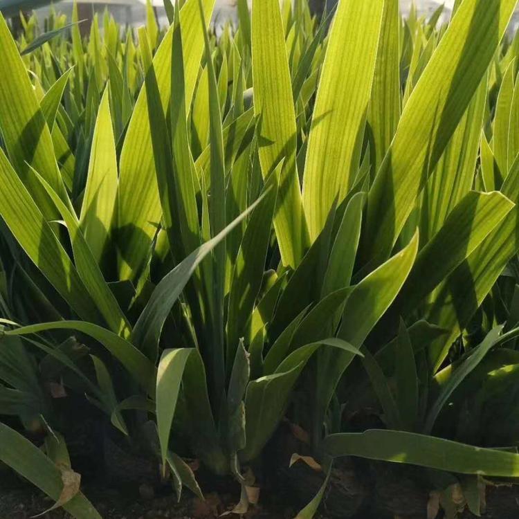 苗圃基地批发 蓝花鸢尾杯苗 蓝花鸢尾供应商