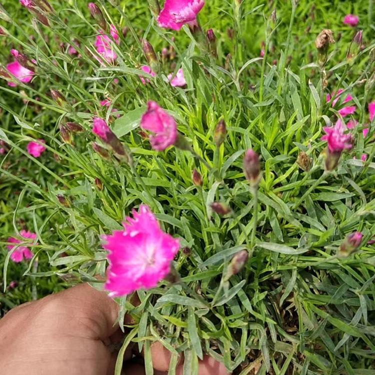青州欧石竹种植 花海苗欧石竹 欧石竹价格