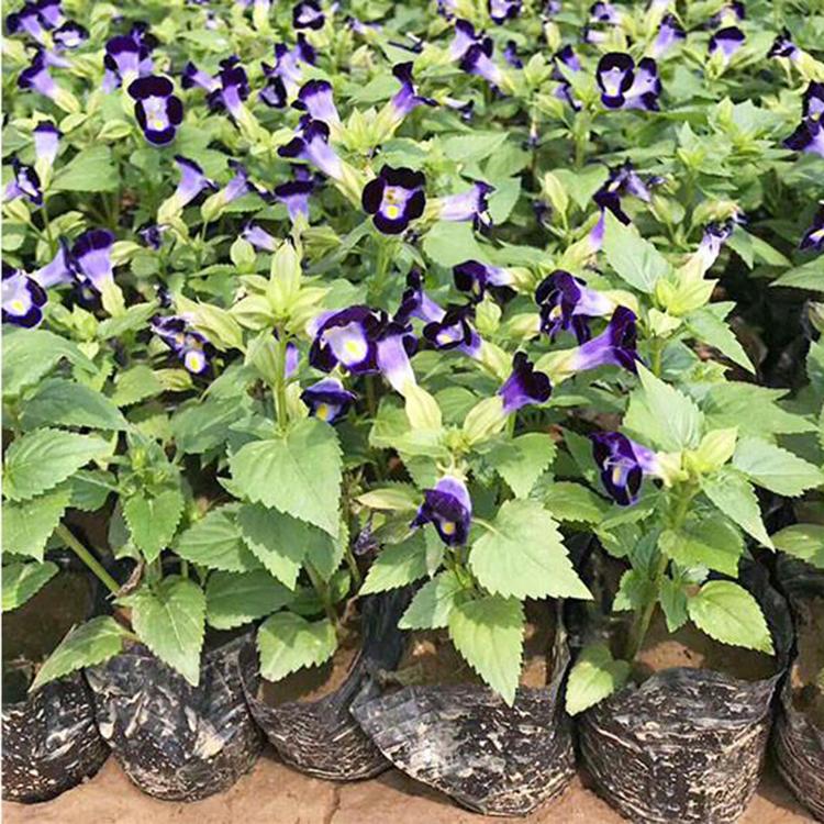 夏堇价格 江苏夏瑾批发商 量大价优