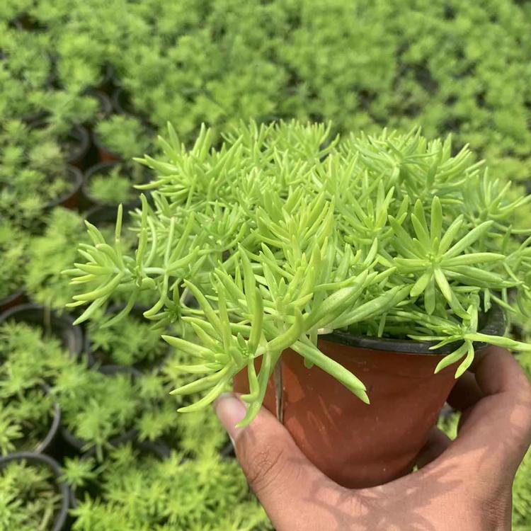 佛甲草 佛甲草种植基地 出售佛甲草