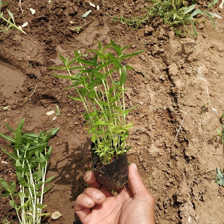 观赏植物 千屈菜 千屈草种植 观花千屈菜批发