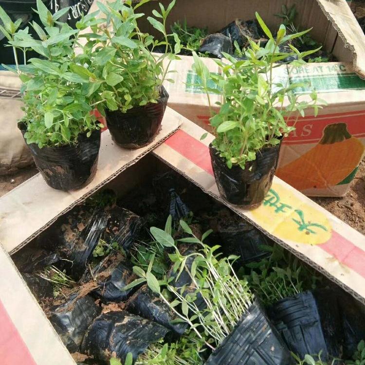 顺和花卉——千屈菜自家苗圃种植 长势好根系多