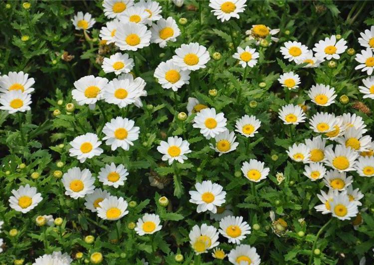 白晶菊