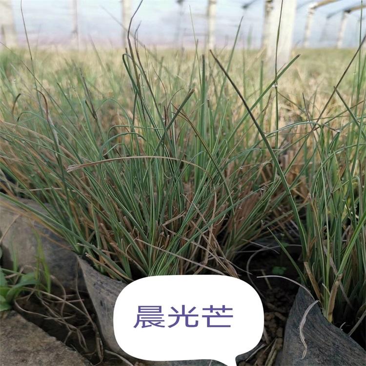 晨光芒