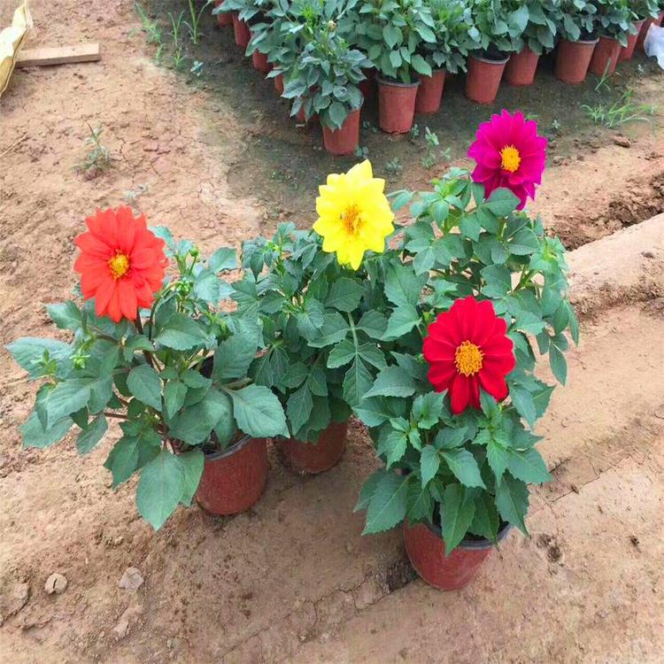 大丽花