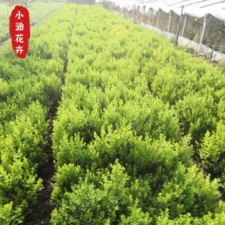地栽瓜子黄杨价格  小叶黄杨  绿化工程苗  小涵花卉