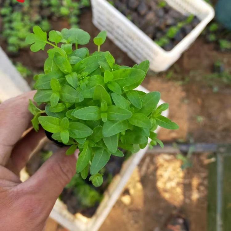 基地直销千屈菜  优质青州千屈菜价格 小涵花卉