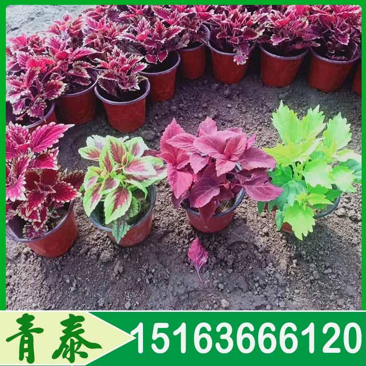 出售红彩叶草 红彩叶草幼苗批发 致电咨询