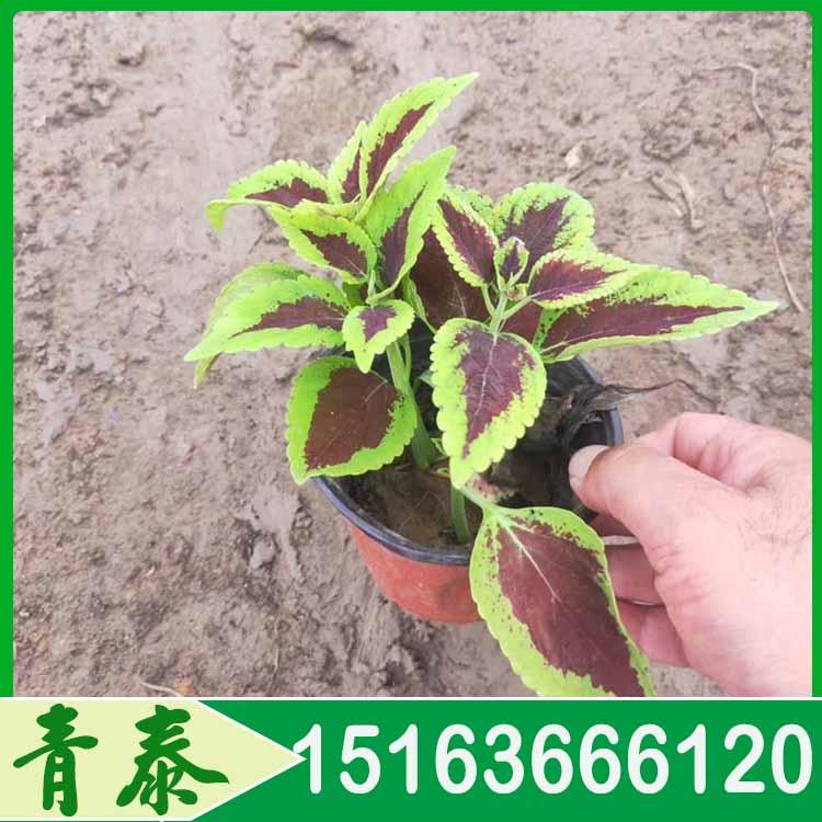出售红彩叶草 红彩叶草基地 致电咨询