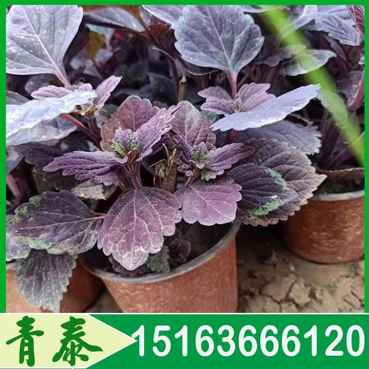 苗圃直供双色盆火焰彩叶草 双色盆火焰彩叶草供应商 量大从优