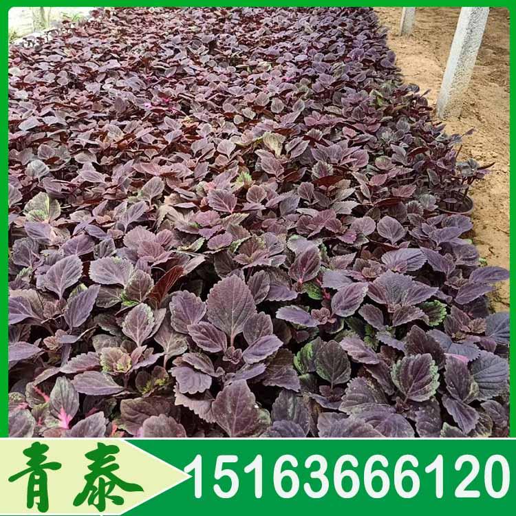 青州红彩叶草 红彩叶草价格 青泰花卉供应