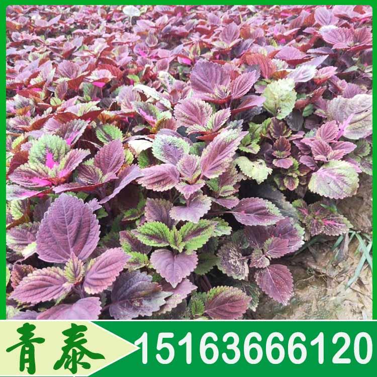 出售彩叶草 彩叶草批发商 量大从优