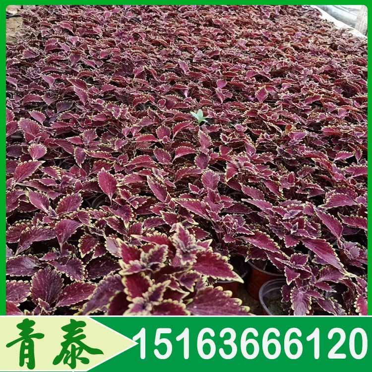 苗圃直供彩叶草 彩叶草批发商 欢迎咨询