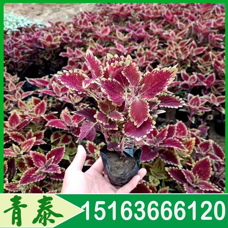 青州双色盆彩叶草 双色盆彩叶草价格 欢迎咨询