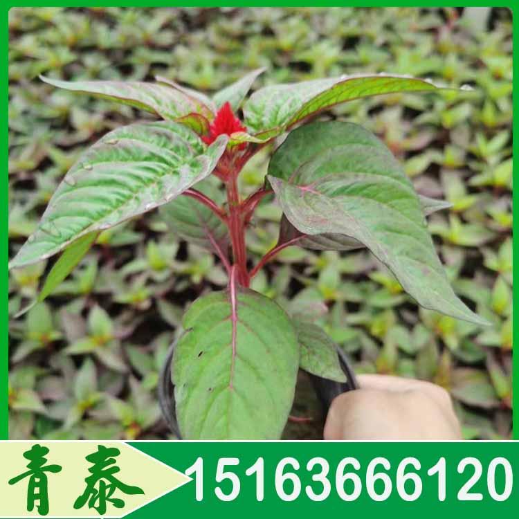 长期出售世纪红 世纪红报价 大量供应