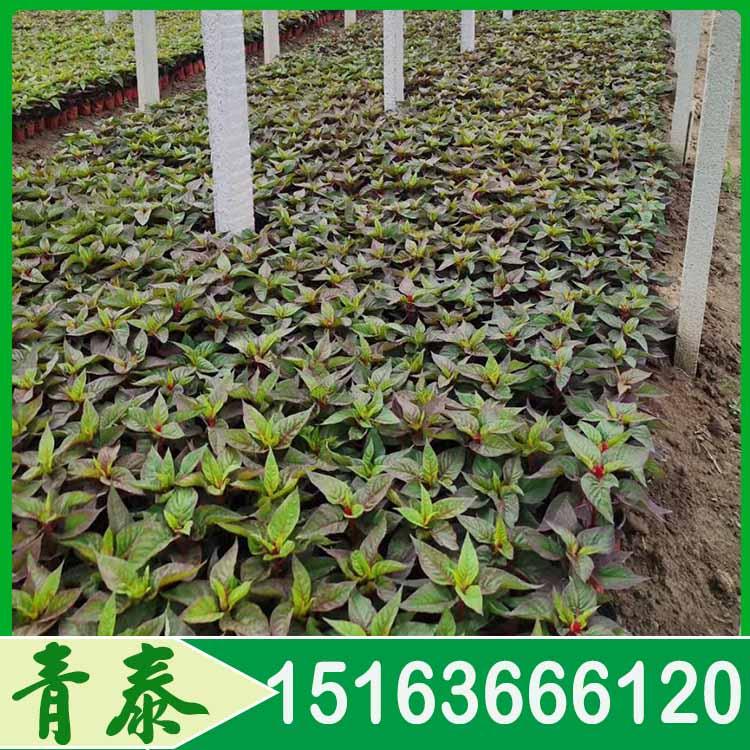 销售世纪红 世纪红报价 青泰花卉