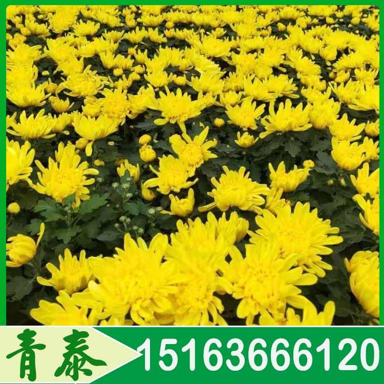 销售国庆菊 国庆菊种植基地 价格合理