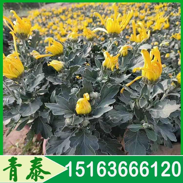 长期供应国庆菊 国庆菊批发 价格合理