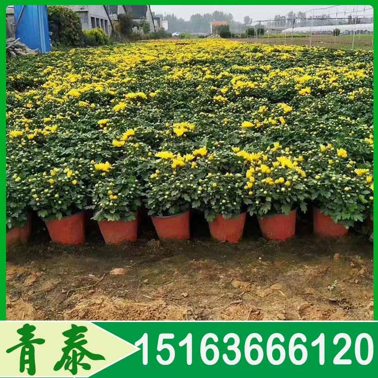 山东国庆菊 国庆菊小苗 价格合理