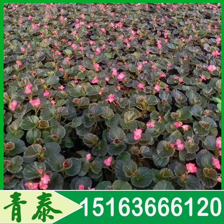 良景花卉出售四季海棠四季海棠苗圃直供出售