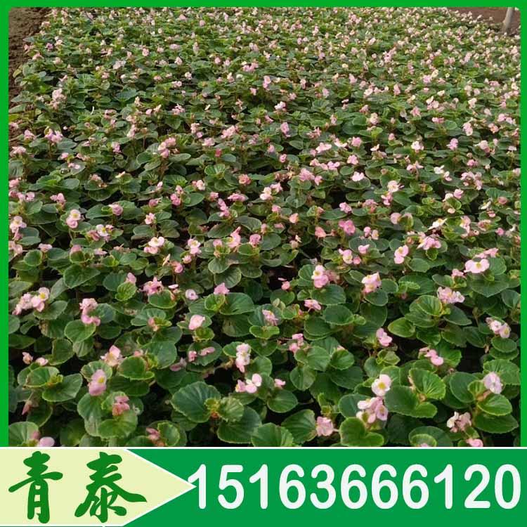 好苗预定中四季海棠四季海棠花苗