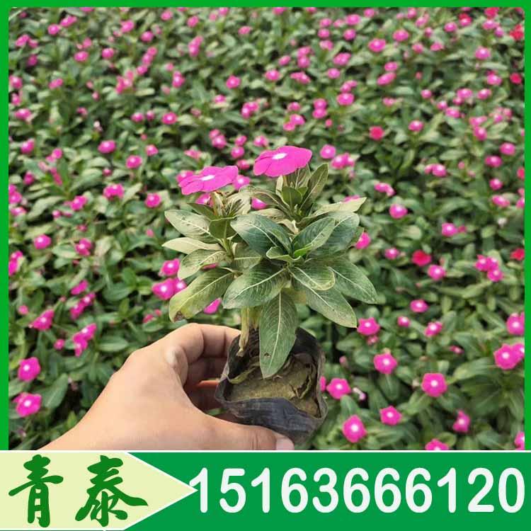 长期供应双色盆天天开 双色盆天天开基地 花卉批发市场