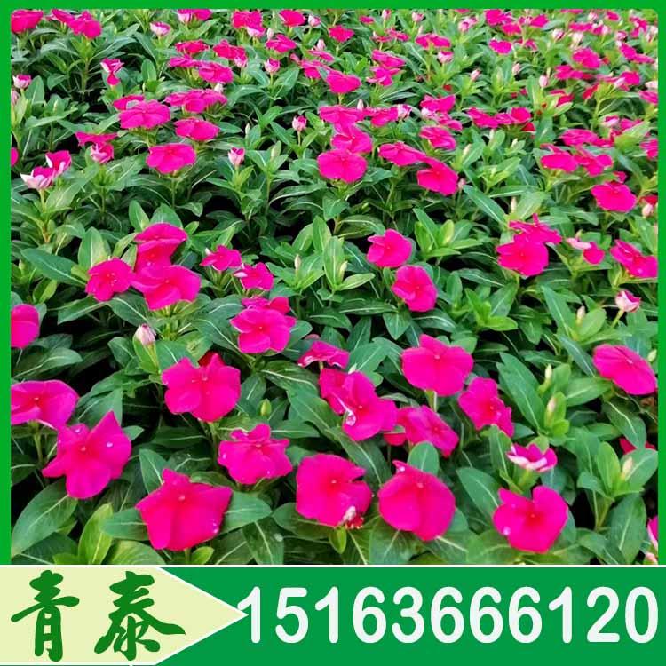 青州双色盆天天开 双色盆天天开批发商 常年供应花苗