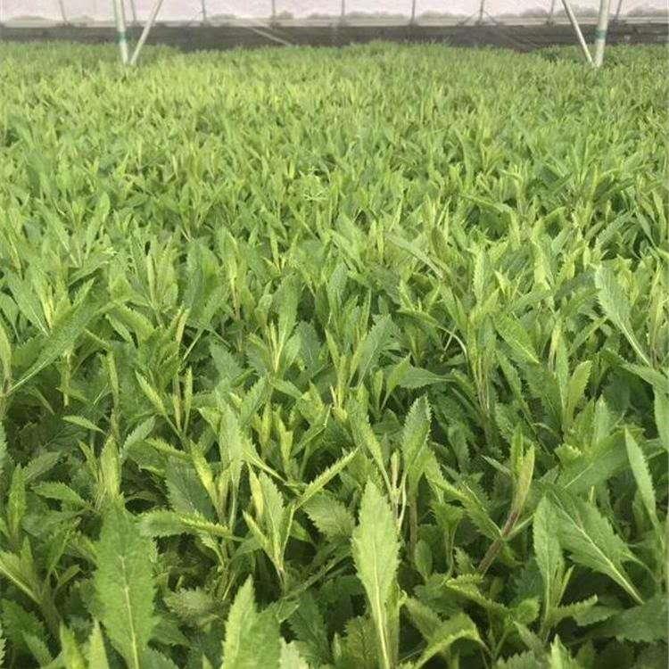 马鞭草批发商 品质好的马鞭草 马鞭草价格