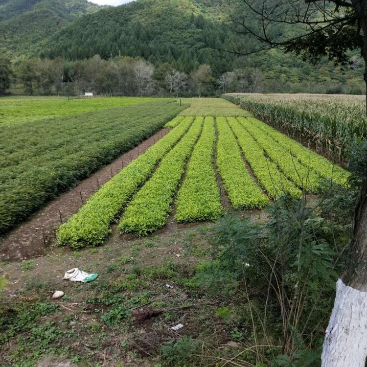 基地直销五味子苗 辽宁五味子小苗 辽五味子苗价格