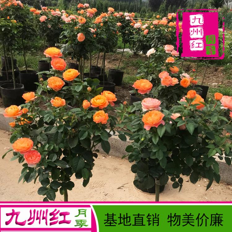 树月季批发 树月季价格 月季树基地直供 树状月季大量供应