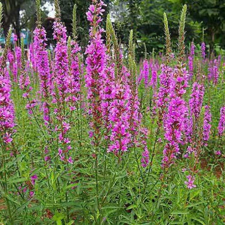 千屈菜价格 山东千屈菜基地